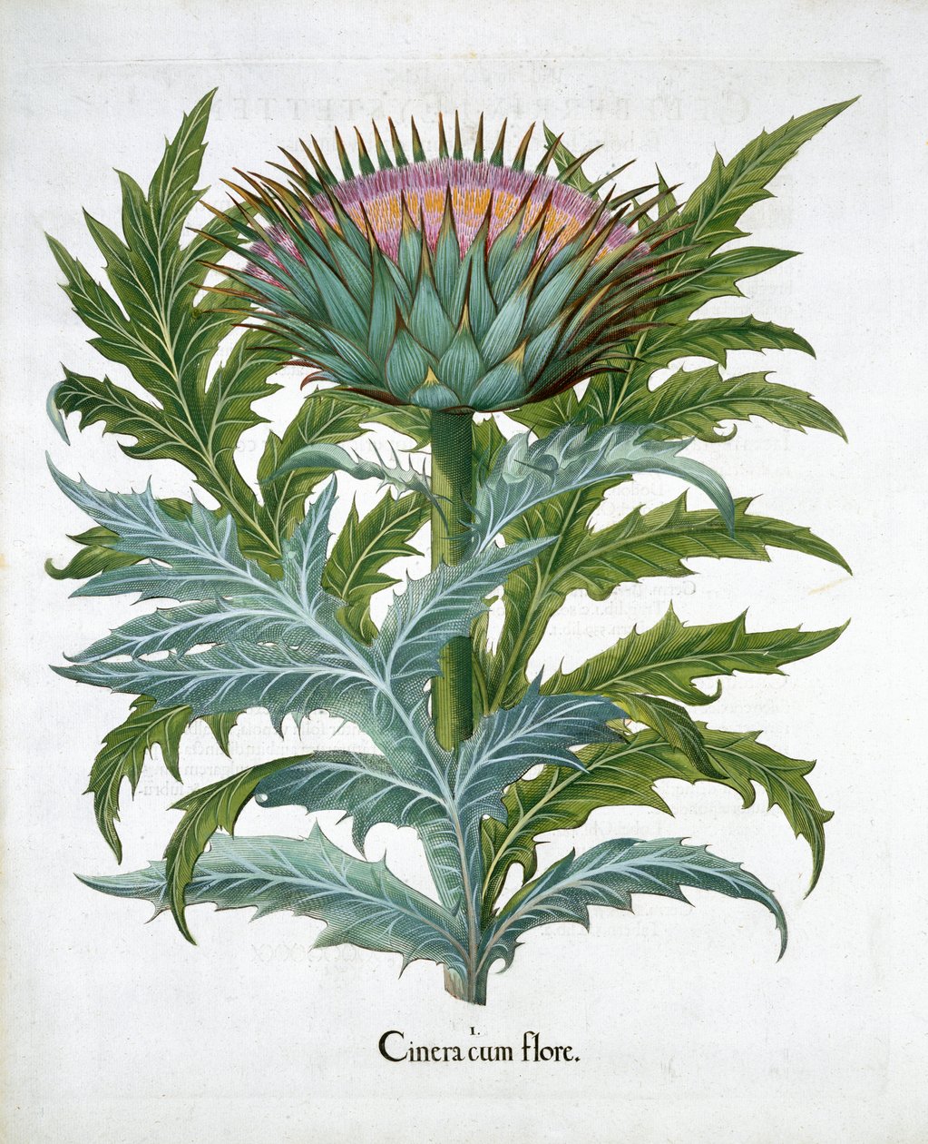 Kardon, 1613 autorstwa Unbekannt