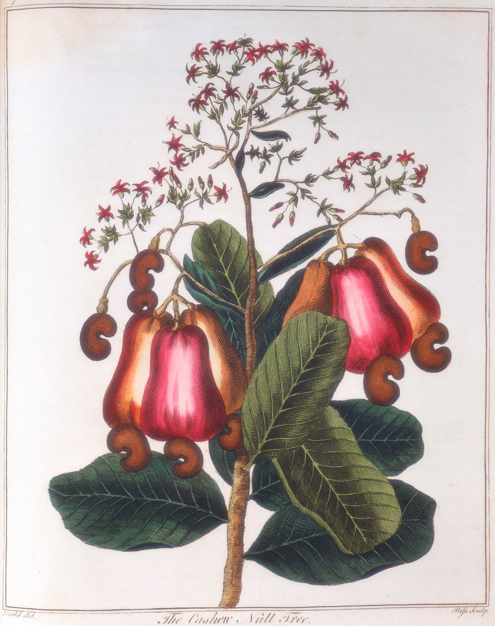 Orzech nerkowca - Anacardium occidentale, c1798 autorstwa Unbekannt