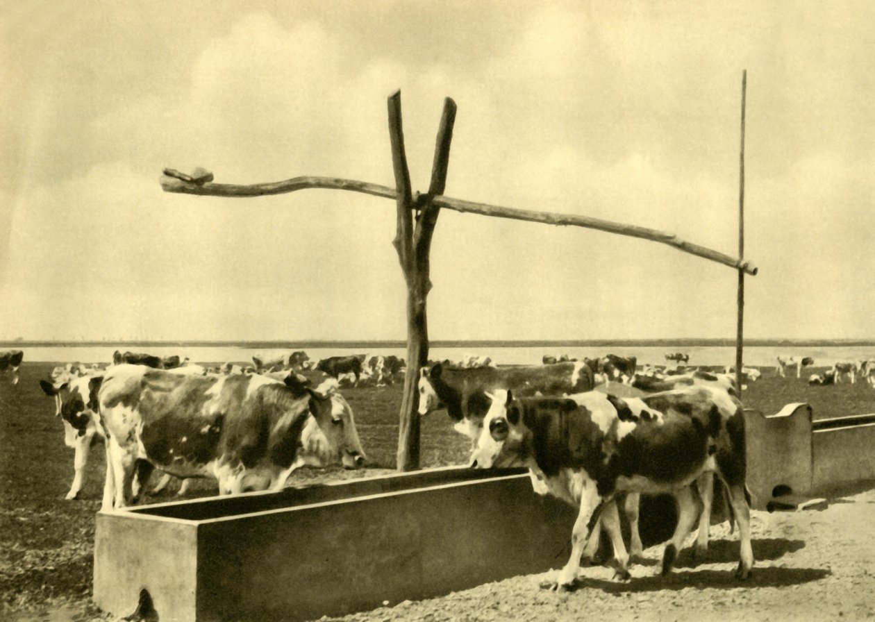 Bydło pijące w korycie, Burgenland, Austria, c1935. autorstwa Unbekannt