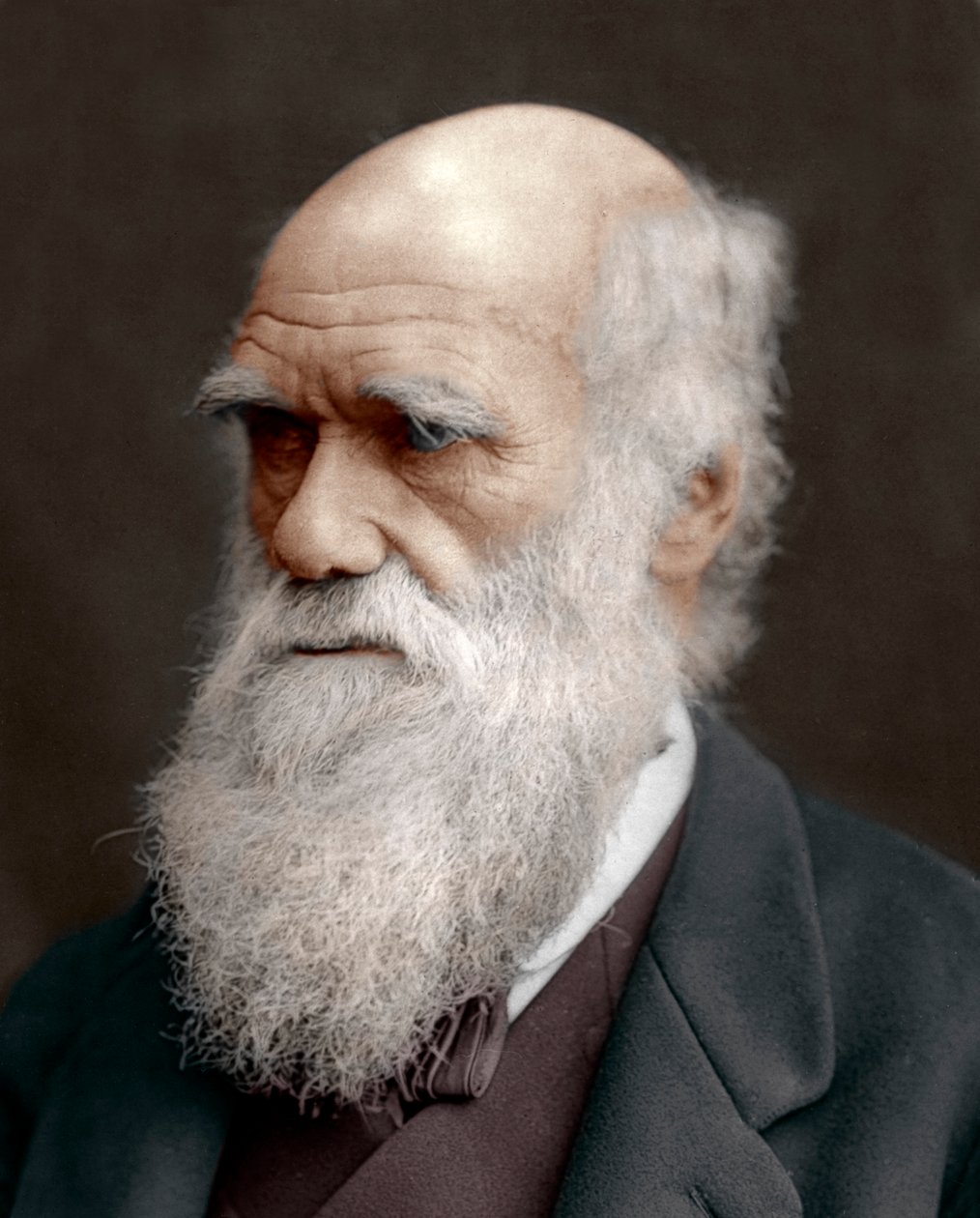 Karol Darwin, brytyjski przyrodnik, 1878 autorstwa Unbekannt