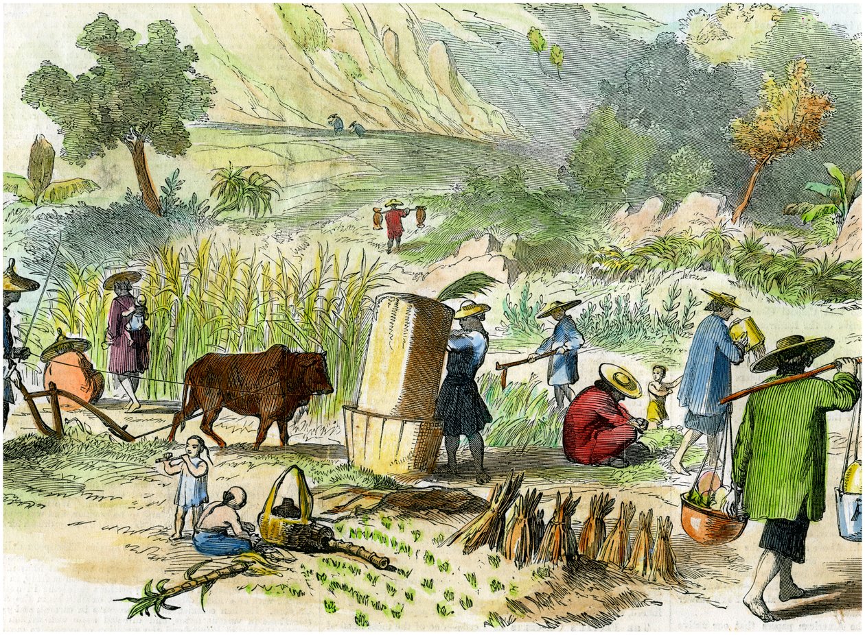 Chińskie żniwa, Hongkong, ok. 1875 r. autorstwa Unbekannt