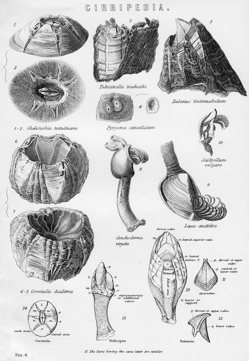 Cirripedia, XIX w. autorstwa Unbekannt