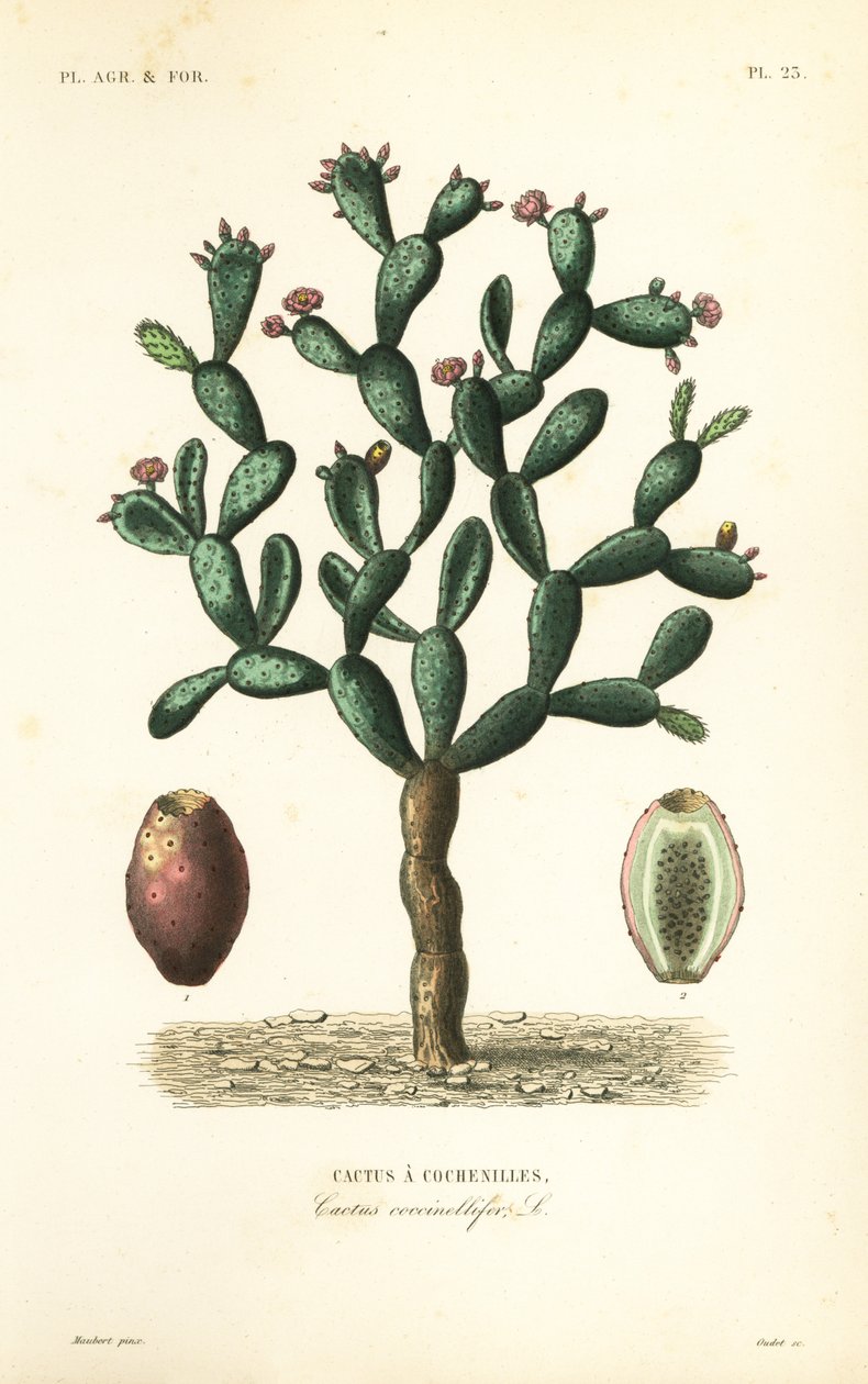 Kaktus koszenilowy, Nopalea cochenillifera, Opuntia cochenillifera, Cactus cochenillifer, Cactus coccinellifer, Cactus a cochenilles autorstwa Unbekannt