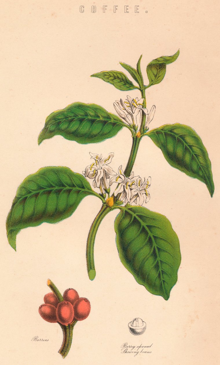 Kawa, XIX w. autorstwa Unbekannt