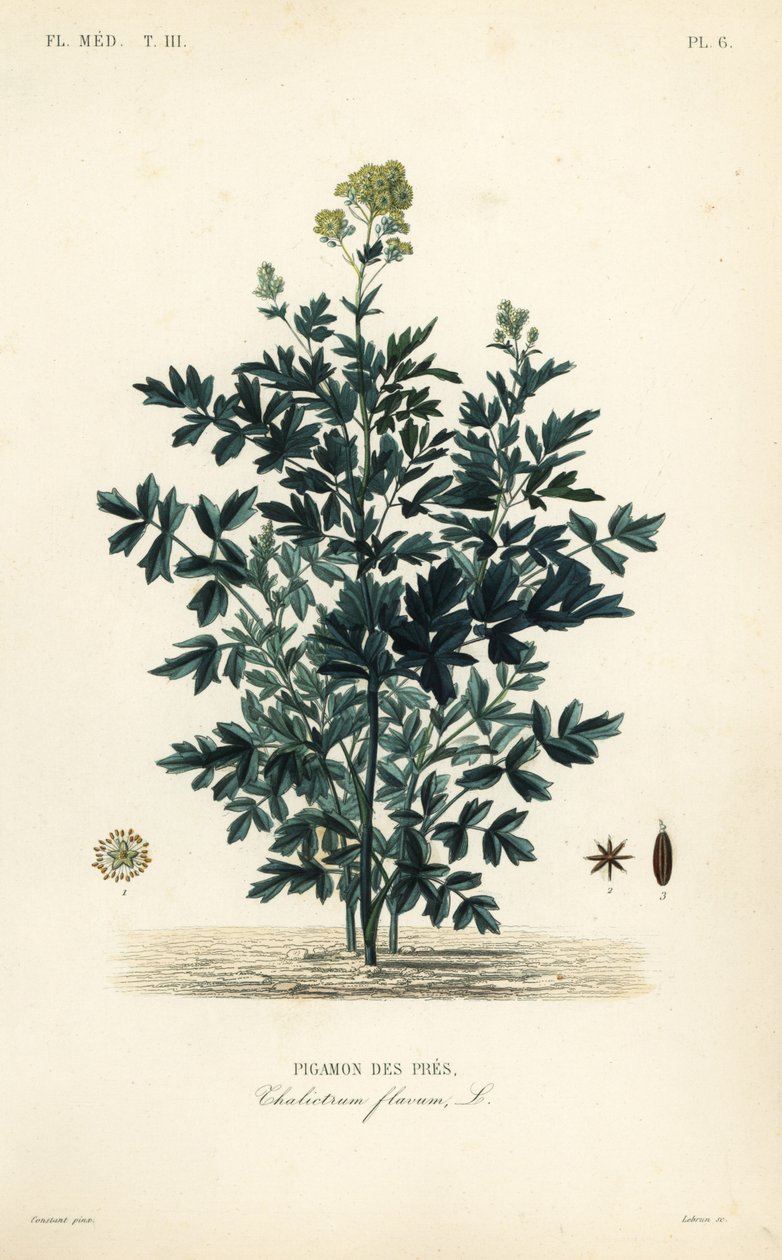 Ruta łąkowa, Thalictrum flavum, Pigamon des pres autorstwa Unbekannt