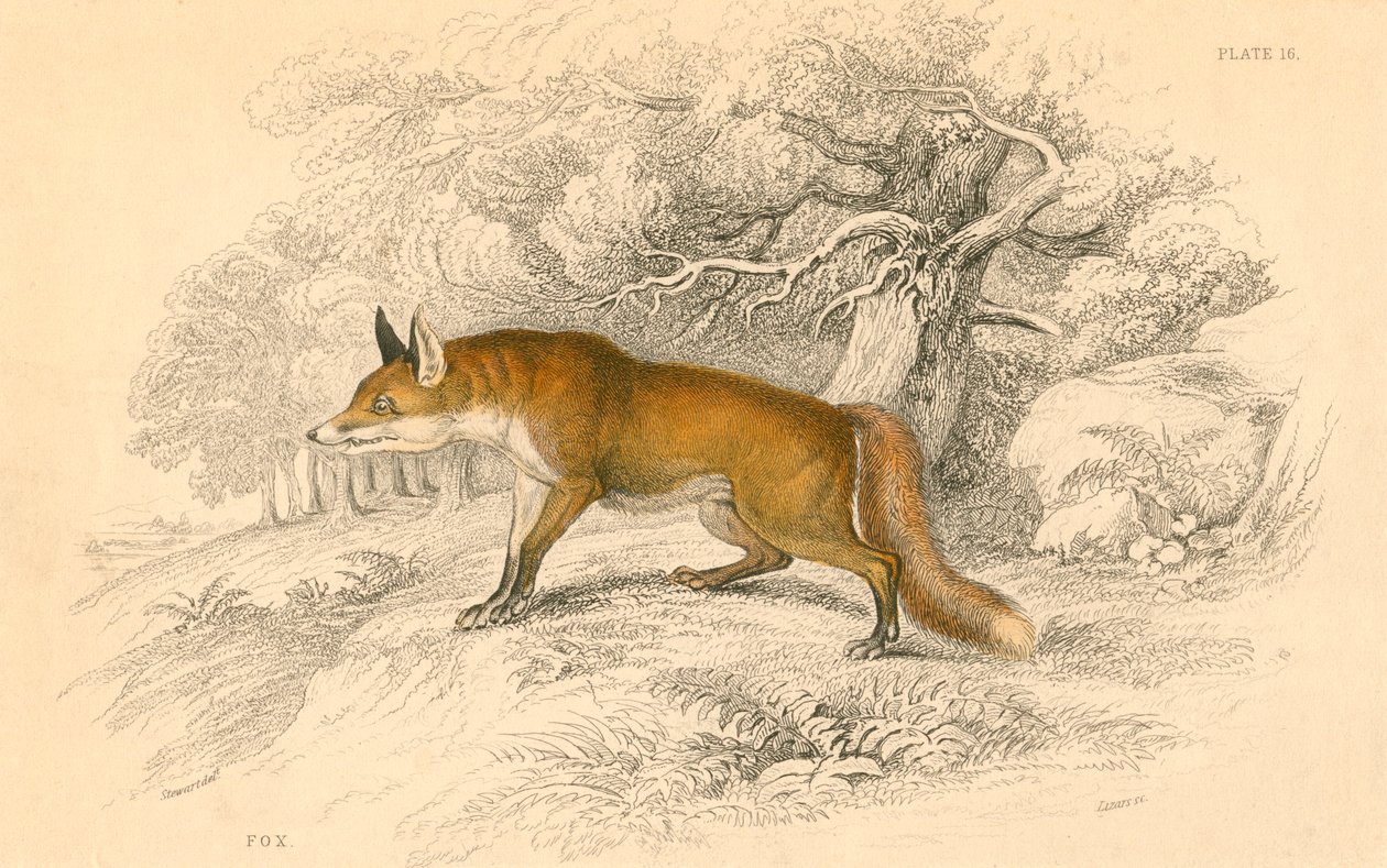 Lis pospolity lub rudy Vulpes vulpes, 1828 autorstwa Unbekannt