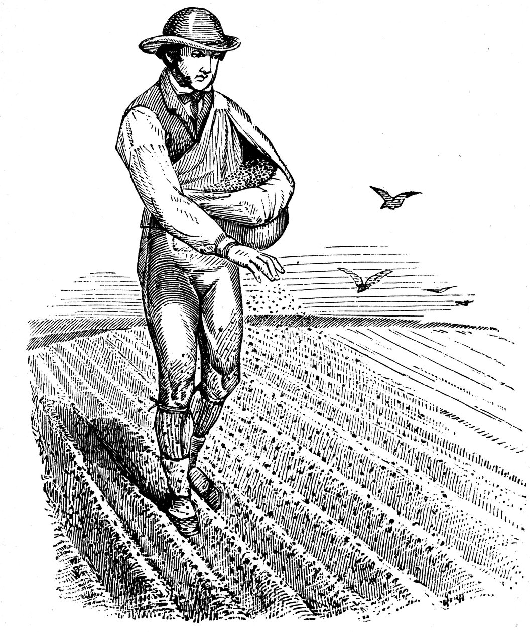 Płodozmian: rozsiew nasion, 1855 autorstwa Unbekannt