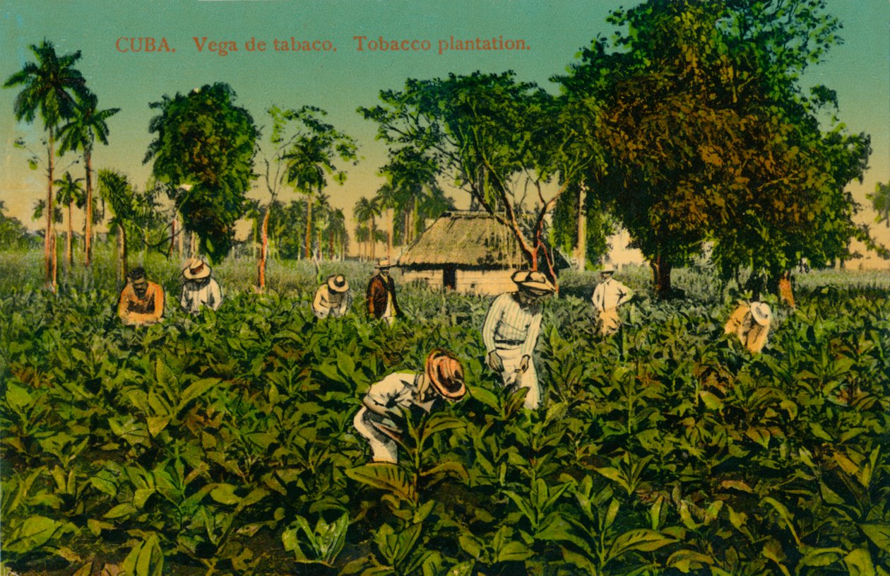 Kuba. Pole tytoniu. Plantacja tytoniu, ok. 1920 r. autorstwa Unbekannt