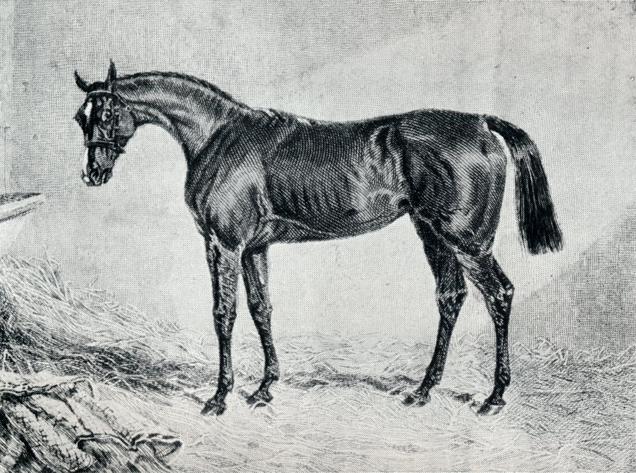 Cyprian, XIX w., 1911 autorstwa Unbekannt