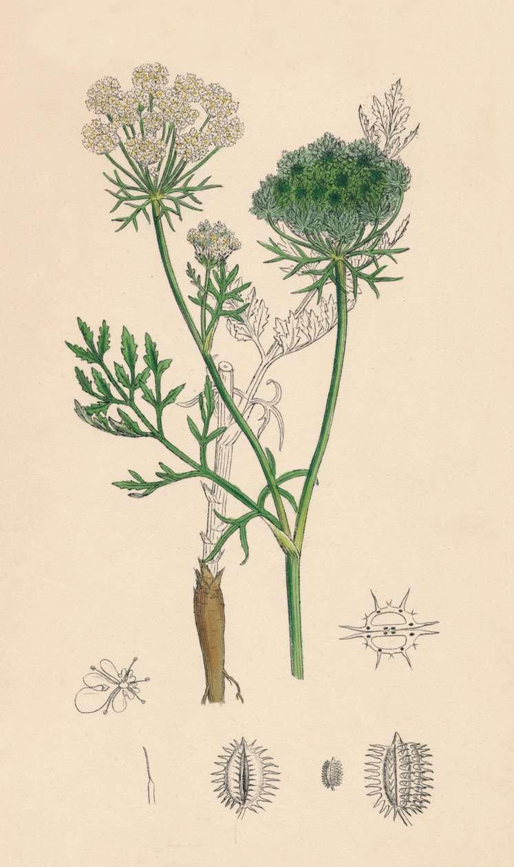 Daucus Carota. Dzika marchewka, XIX w. autorstwa Unbekannt