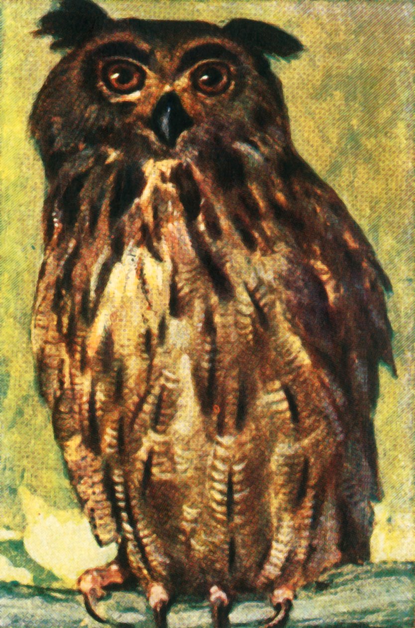 Puchacz, ok. 1928 r. autorstwa Unbekannt