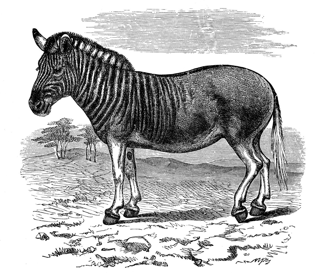 Grawerowanie kwaggi, 1893 autorstwa Unbekannt