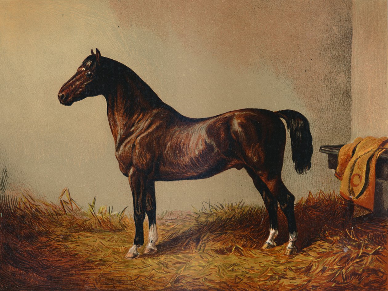 Cały kucyk Hack Don Carlos, c1897. autorstwa Unbekannt