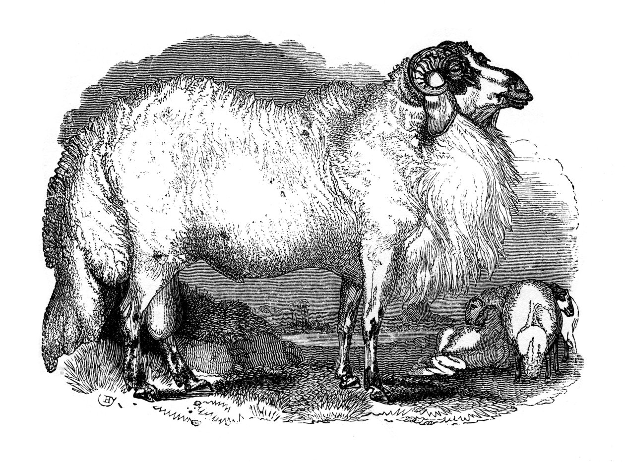 Owce gruboogonowe Syrii, 1848 autorstwa Unbekannt