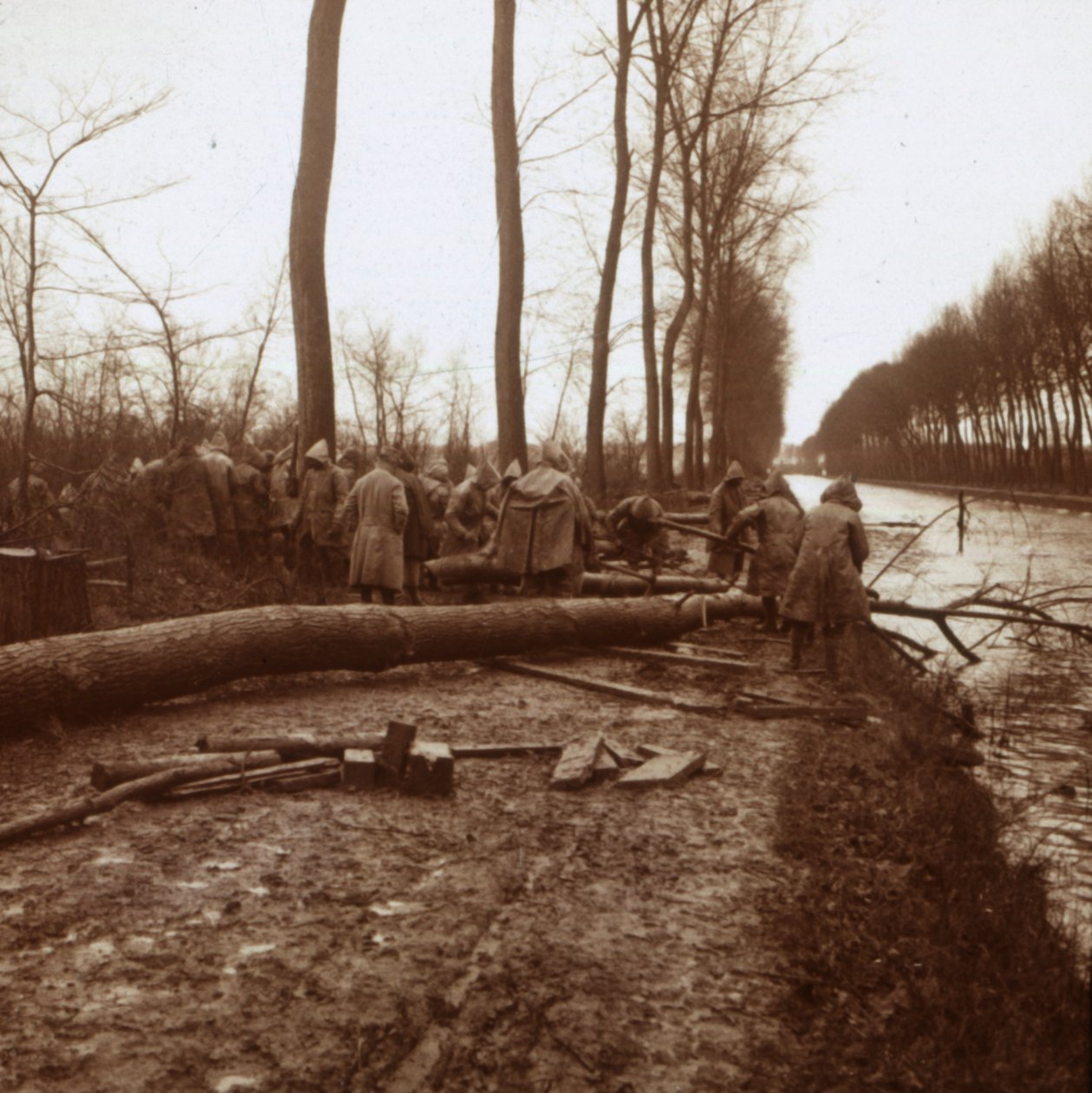 Wycinka drzew, Noyon, północna Francja, c1914-c1918 autorstwa Unbekannt