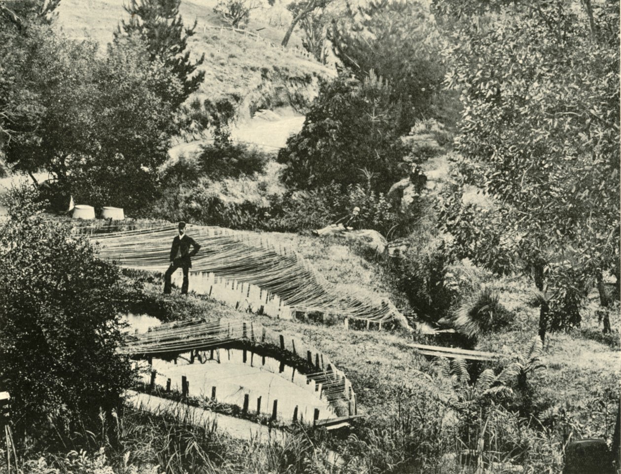 Stawy rybne, Ercildoune, niedaleko Ballarat, 1901. autorstwa Unbekannt