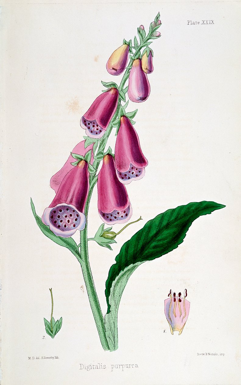 Foxglove Digitalis purpurea, XIX wiek. autorstwa Unbekannt