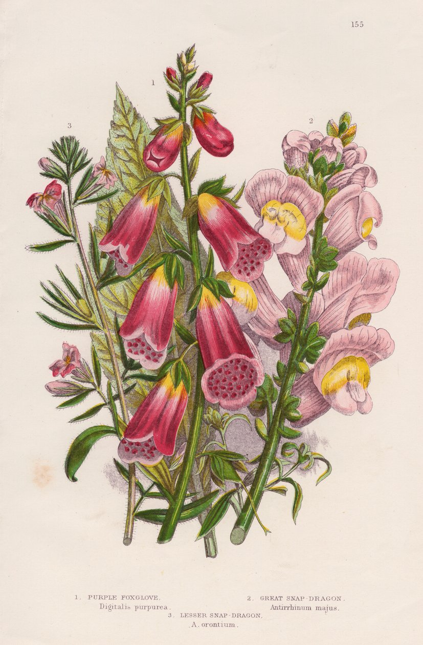 Centrum Foxglove Digitalis purpurea, c1885. autorstwa Unbekannt