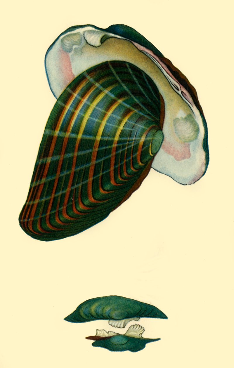Małż słodkowodny, 1801, 1946. autorstwa Unbekannt