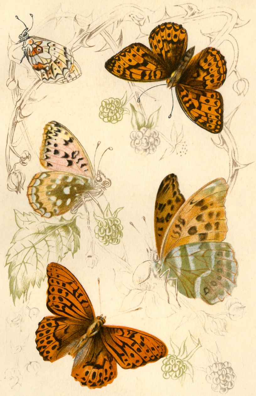 Motyle fritillary, XIX wiek. autorstwa Unbekannt