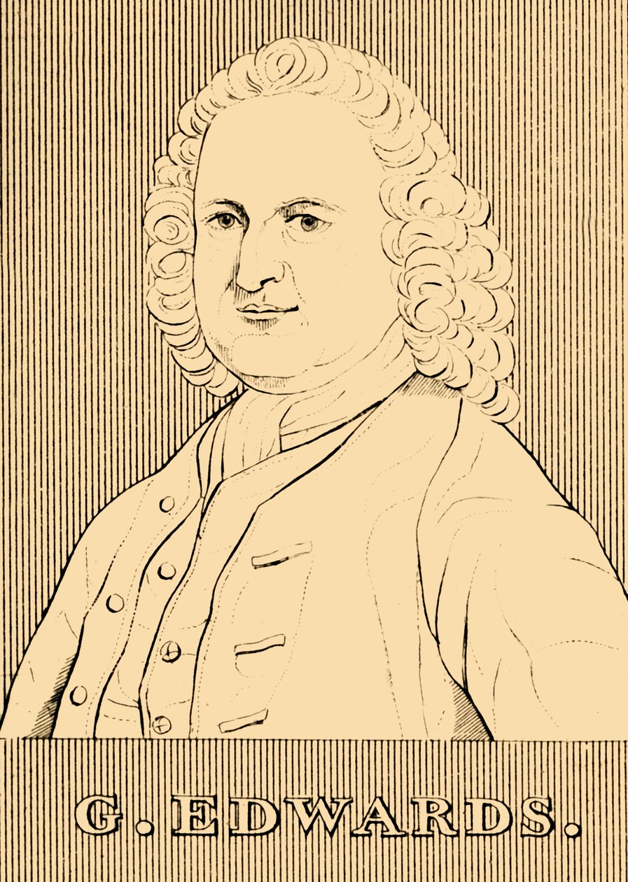 G. Edwardsa, 1694-1773, 1830. autorstwa Unbekannt