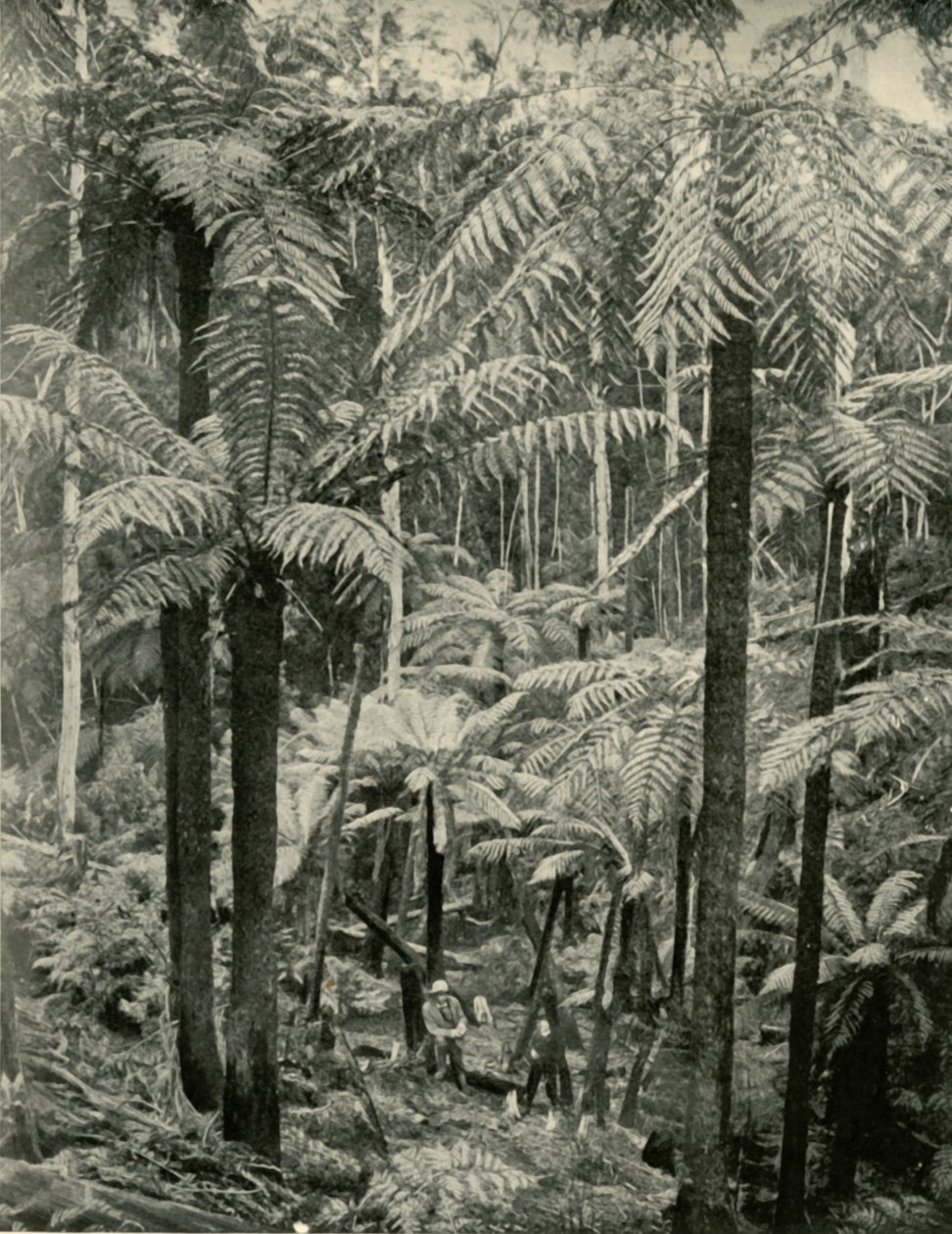 Olbrzymie Paprocie w Gembrook, 1901. autorstwa Unbekannt