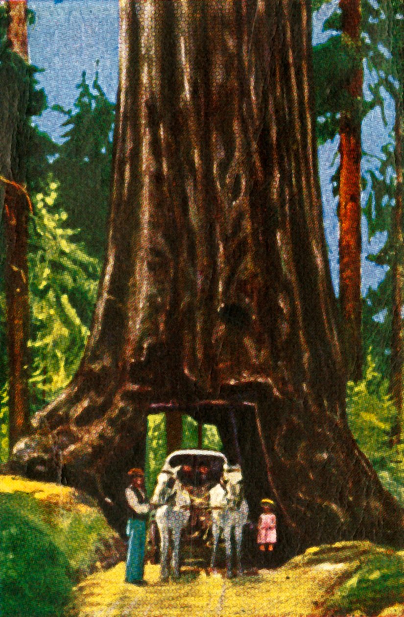 Giant Redwood w Kalifornii, c1928. autorstwa Unbekannt