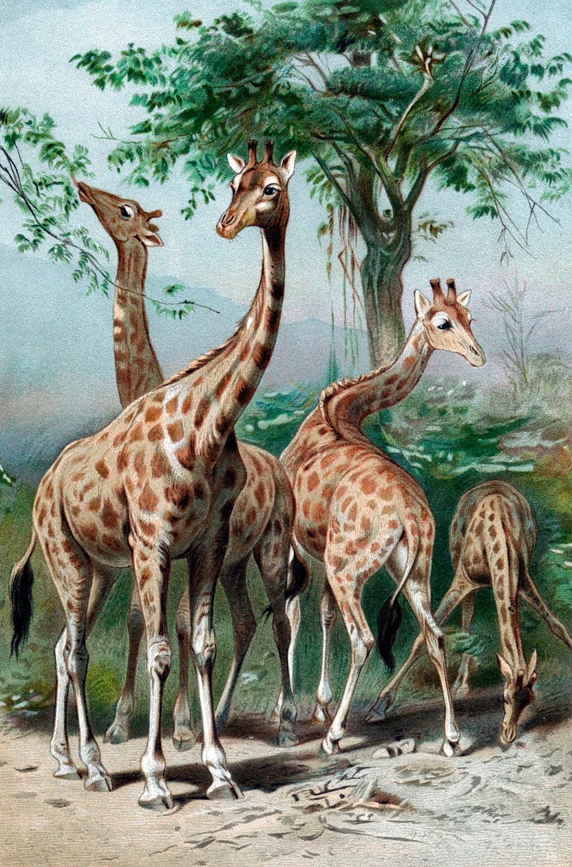 Żyrafy przeglądające, c1885 autorstwa Unbekannt