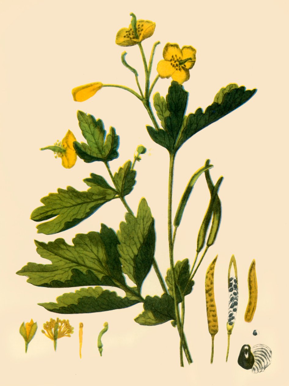 „Glistnik Wielki”, 1839, 1944. autorstwa Unbekannt