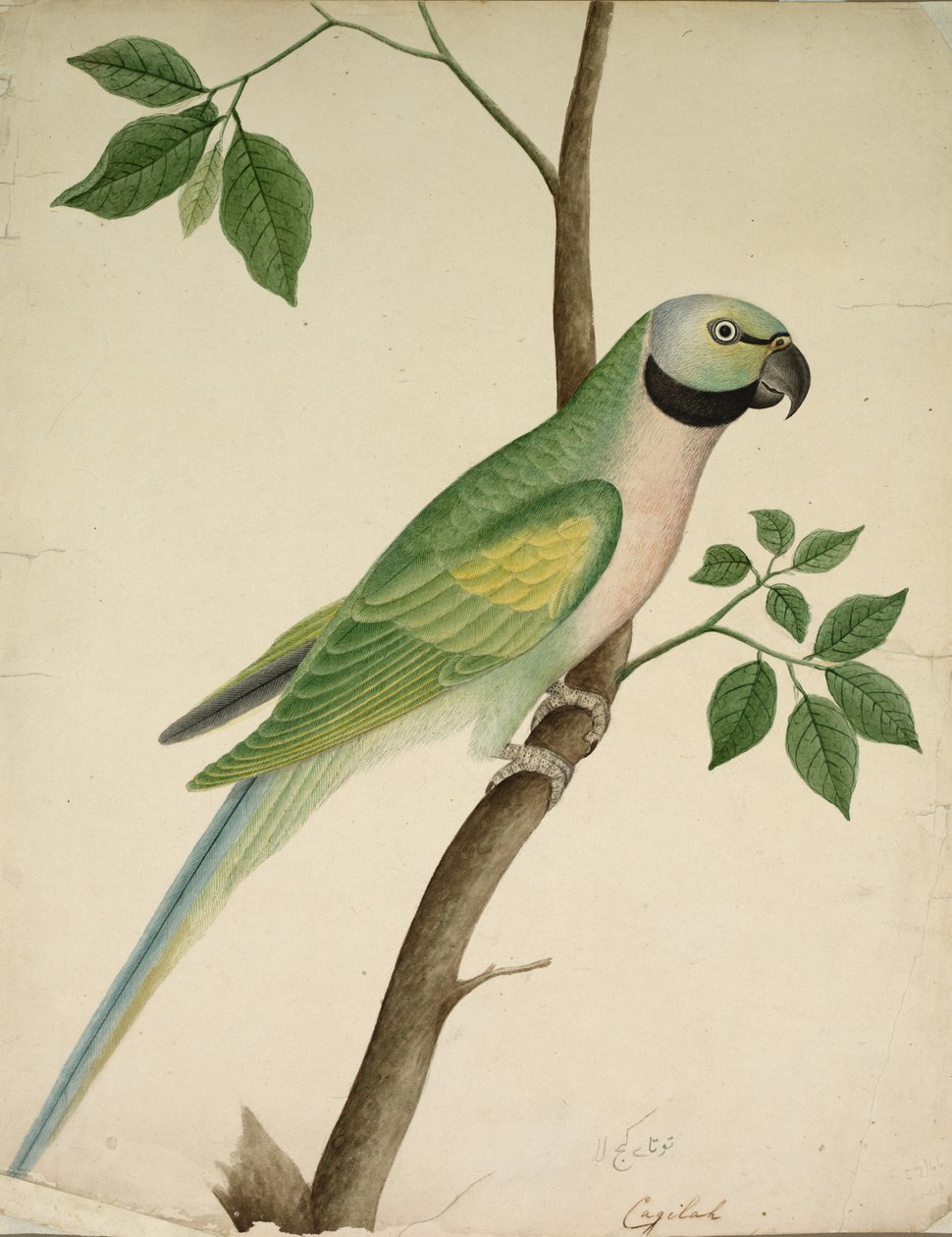 Zielona papuga, ok. 1820. autorstwa Unbekannt