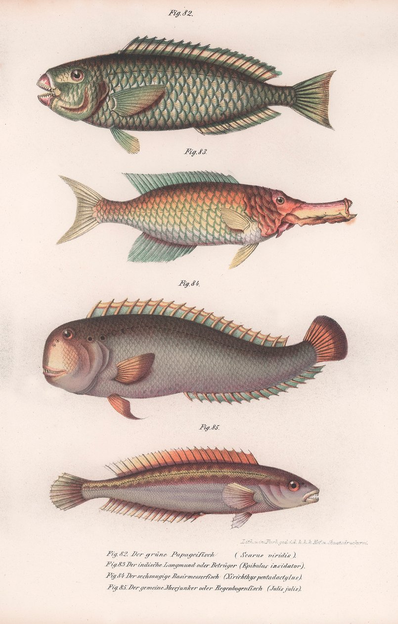 Zielona papuga. Indian longmouth, Rasirnesser, Wargacz, ok. 1850 r. autorstwa Unbekannt