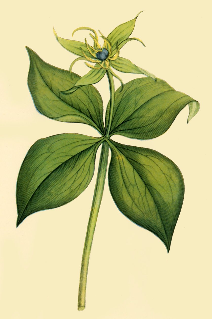 „Herb Paris”, koniec XVIII-początek XIX wieku, 1944. autorstwa Unbekannt
