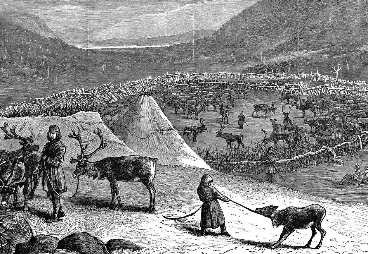 Stado reniferów, Laponia, 1882 r. autorstwa Unbekannt