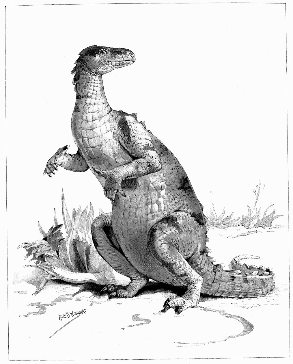 Iguanodon, 1895 autorstwa Unbekannt