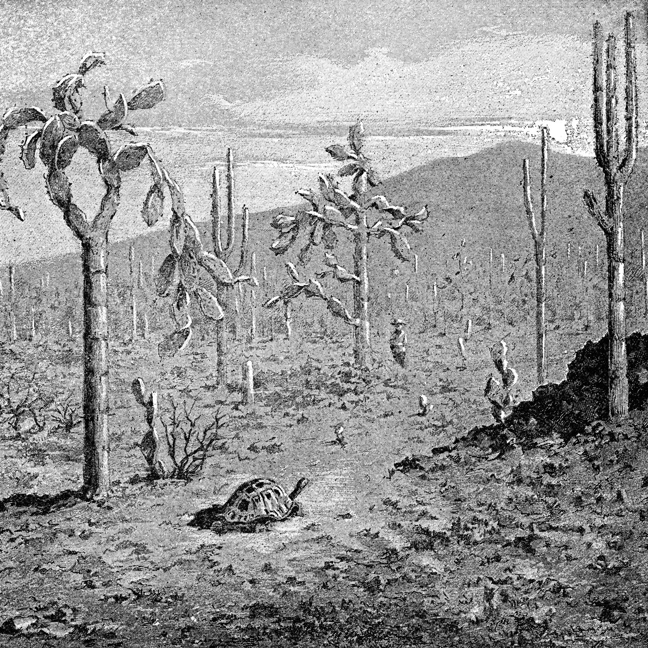 Wyspa Niestrudzona, Archipelag Galapagos, 1895 autorstwa Unbekannt
