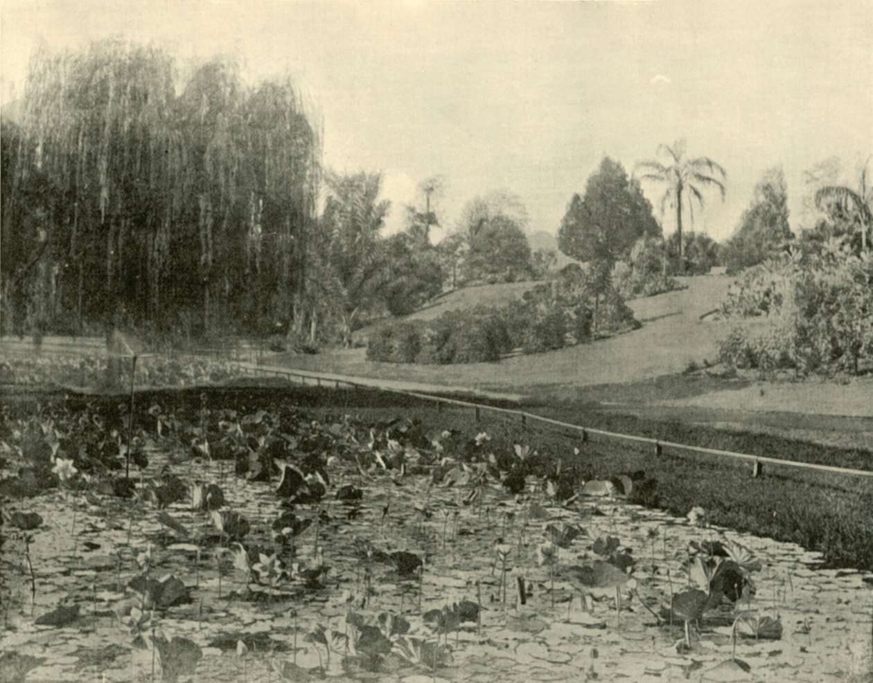 Lily Pond, Ogrody Botaniczne Brisbane, 1901. autorstwa Unbekannt