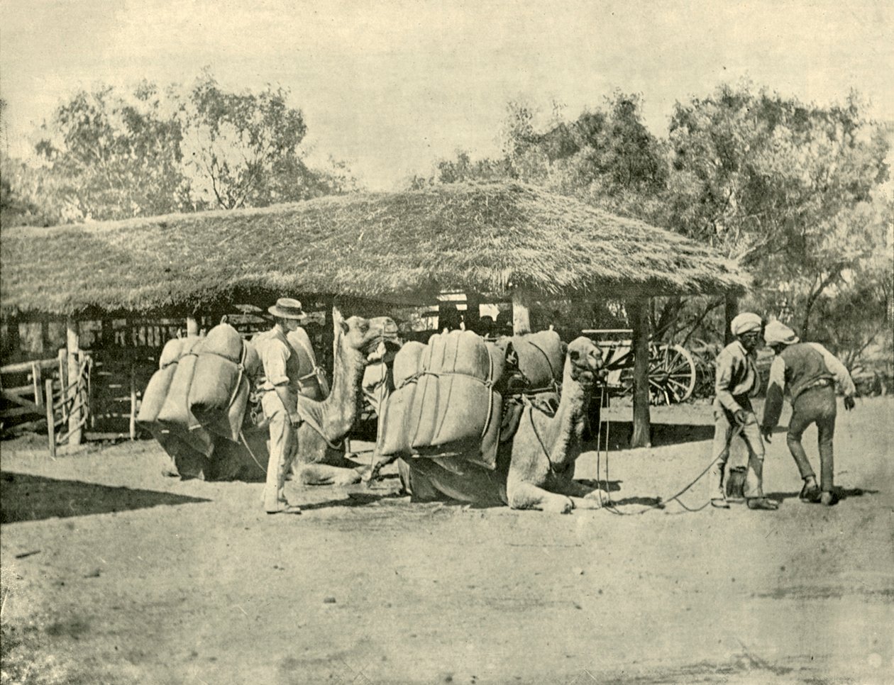Ładowanie wielbłądów na australijskiej stacji, 1901. autorstwa Unbekannt