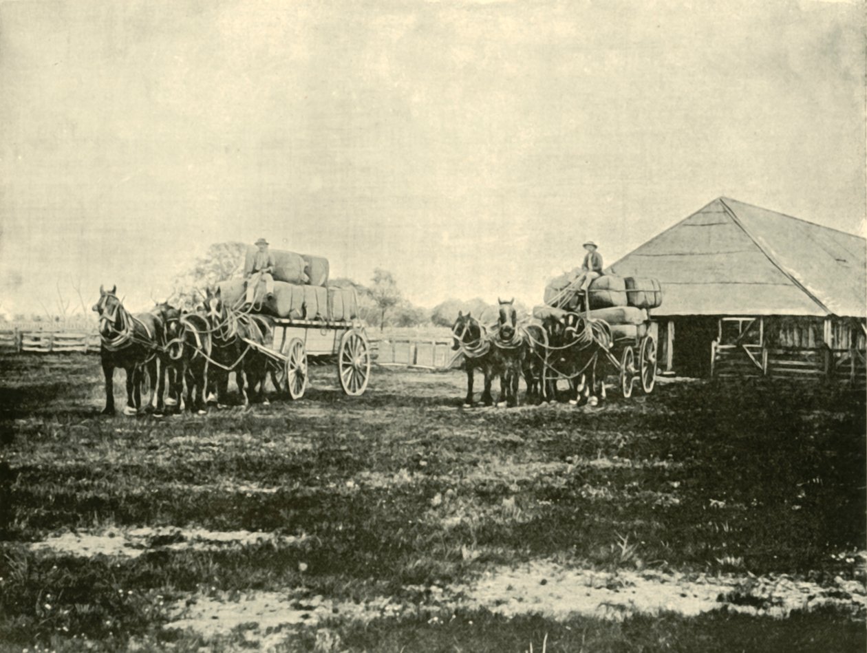 Ładowanie wełny, stacja Warrawooh, Wimmera, 1901. autorstwa Unbekannt