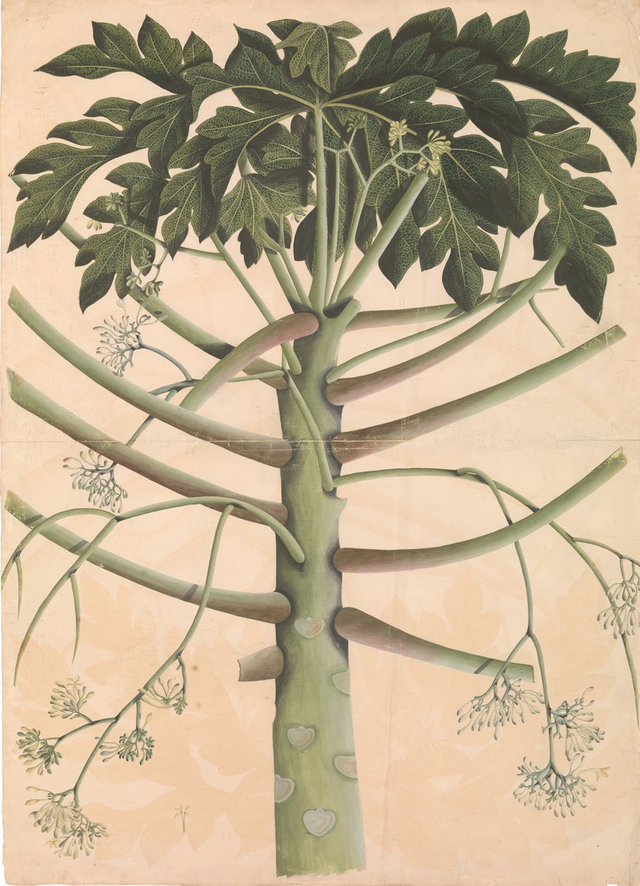 Męskie drzewo papai, ca. 1790-1800. autorstwa Unbekannt