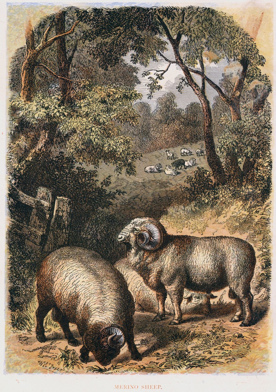 Owce merynosów, ok. 1860 r. autorstwa Unbekannt