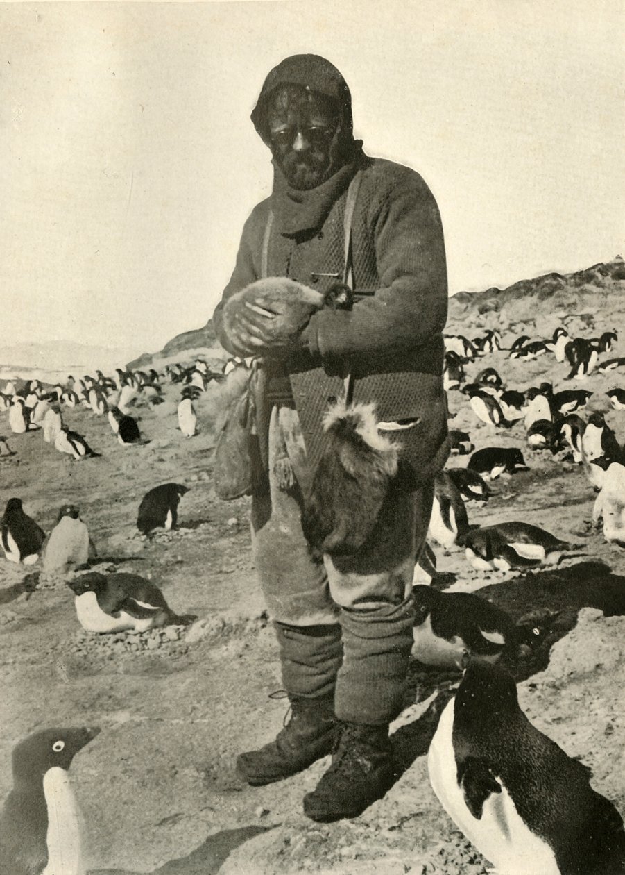 Murray trzymający młode pingwiny, c1908, 1909. autorstwa Unbekannt