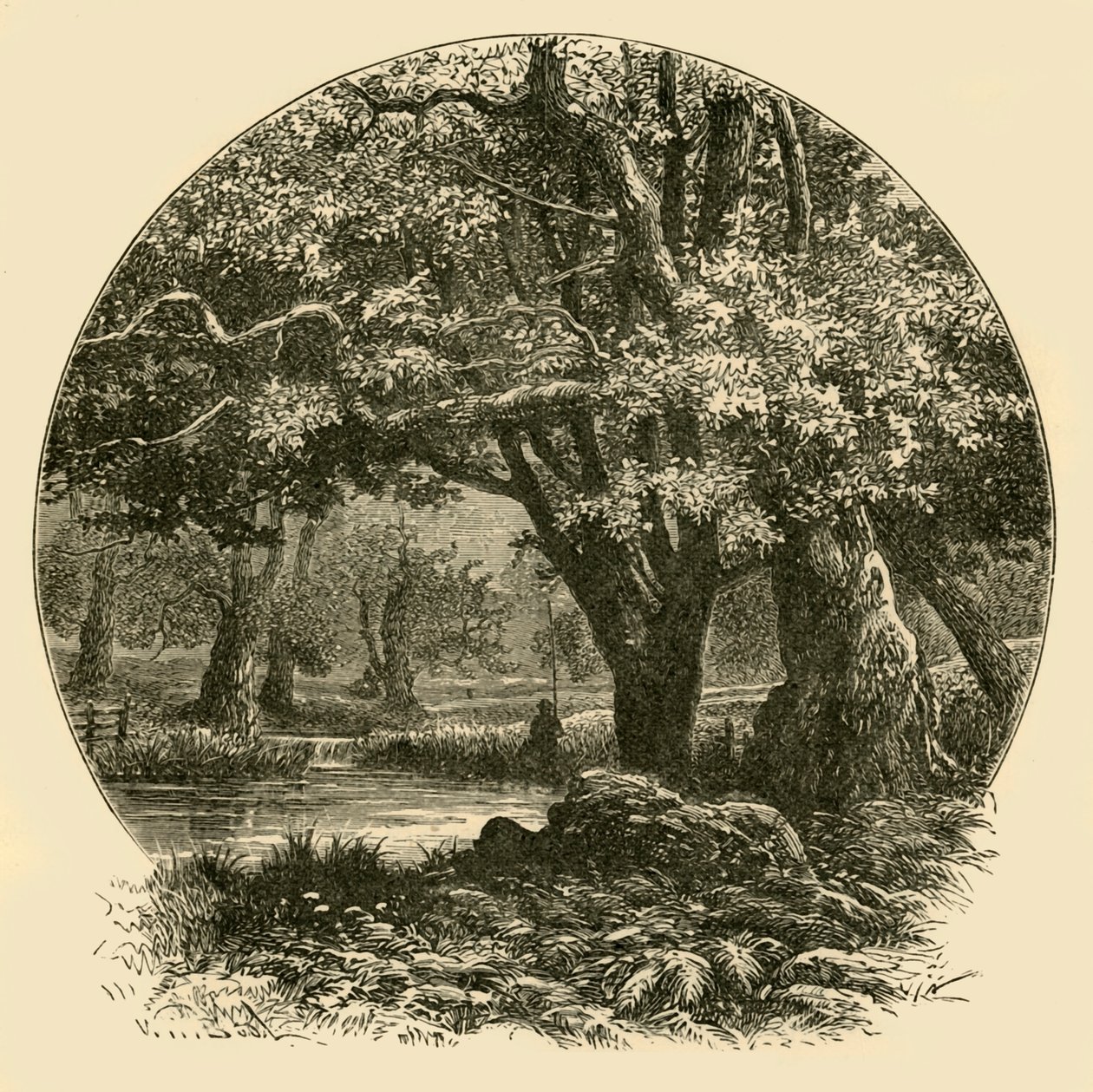 Dęby w Bradgate, 1898. autorstwa Unbekannt