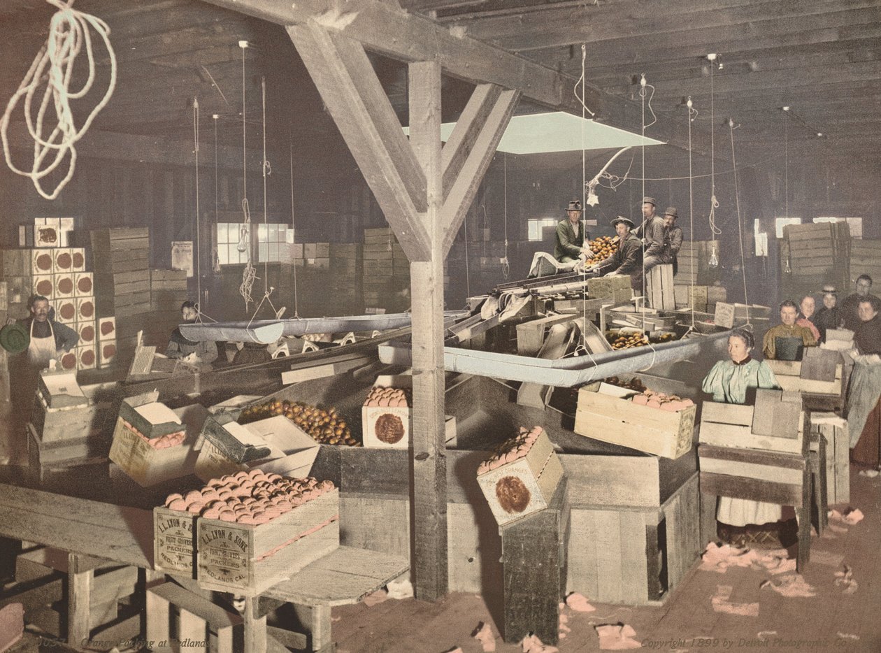 Pomarańczowe opakowanie w Redlands, opublikowane w 1899 r. autorstwa Unbekannt
