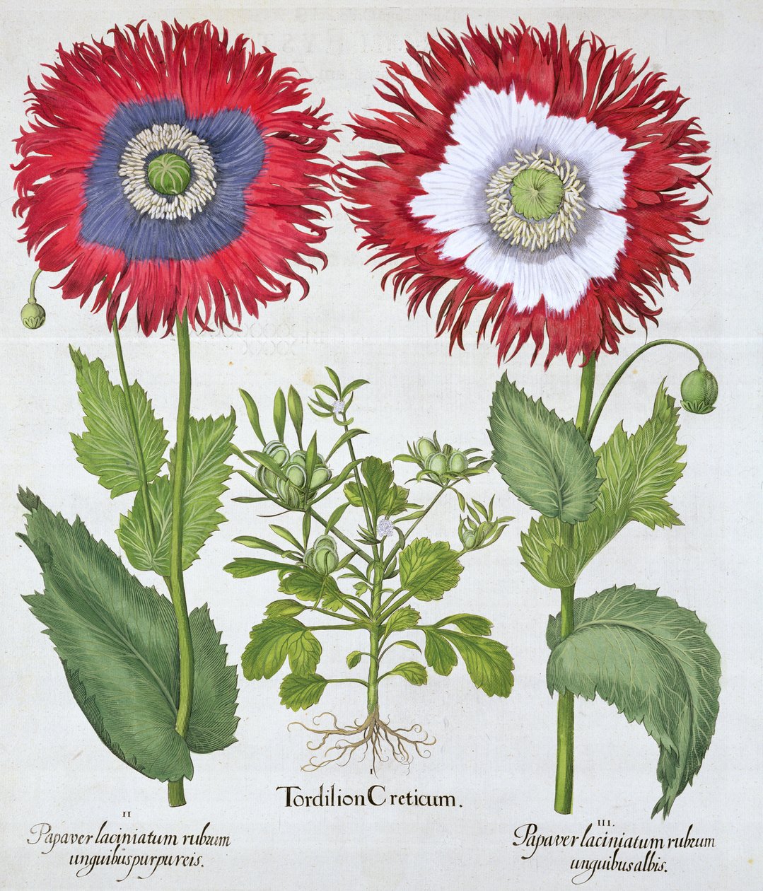 Maki ozdobne, 1613 autorstwa Unbekannt