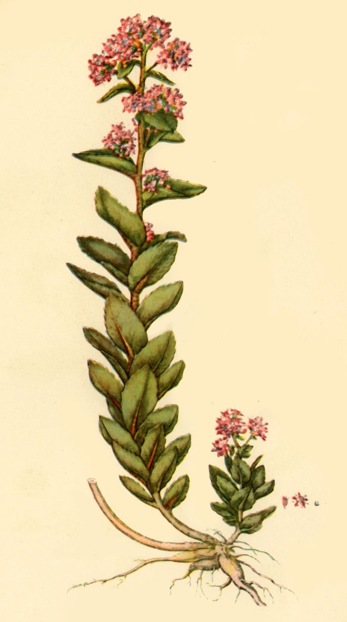 „Orpine”, 1777, 1944. autorstwa Unbekannt
