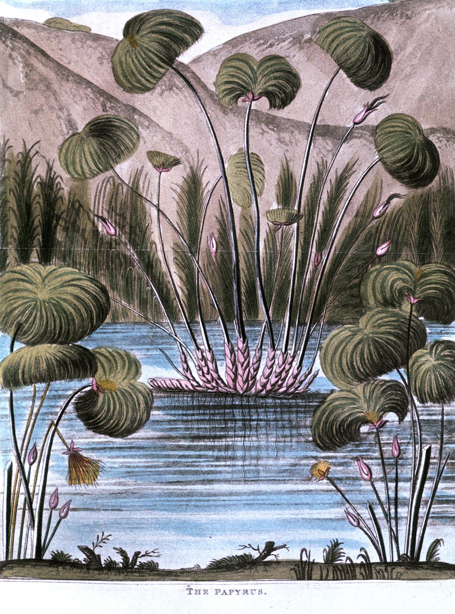 Trzcina papirusowa Papirus Cyperus, 1823 autorstwa Unbekannt