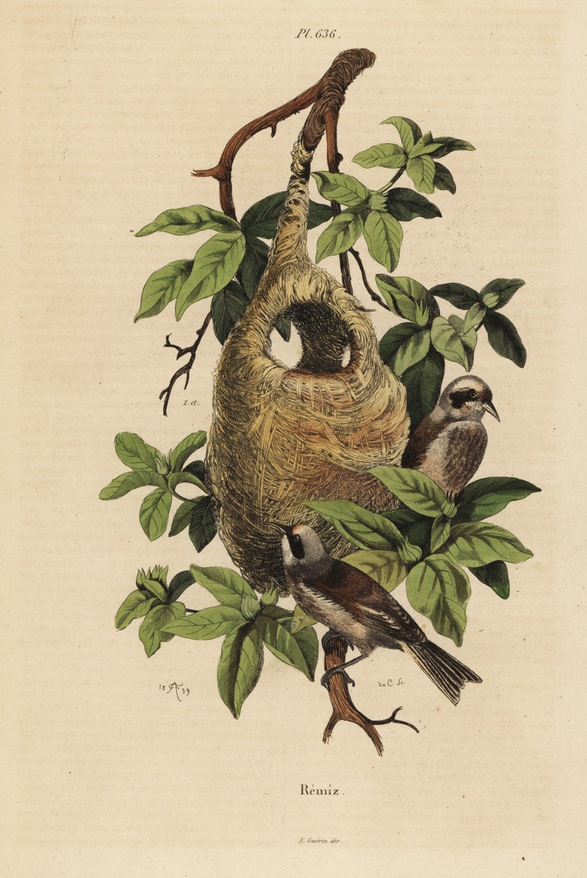 Sikora Penduline, Remiz pendulinus i gniazdo autorstwa Unbekannt