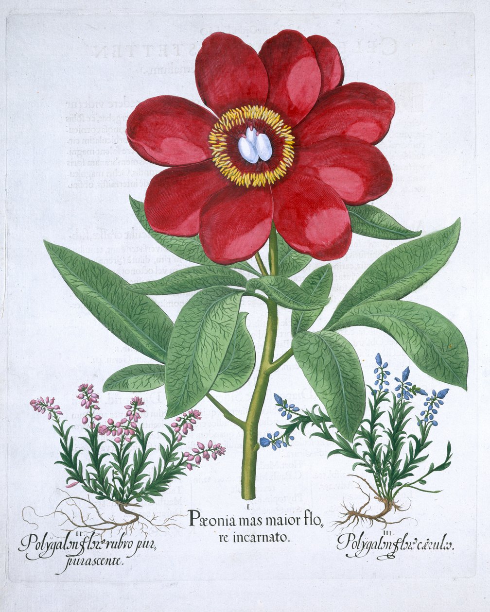 Piwonia i dwa poligalony, 1613 autorstwa Unbekannt