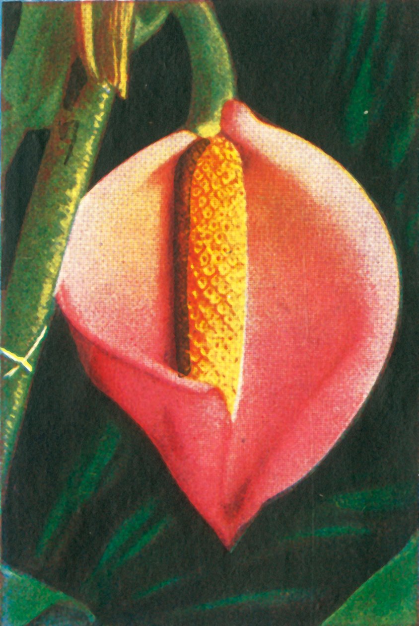 Filodendron, ok. 1928. autorstwa Unbekannt