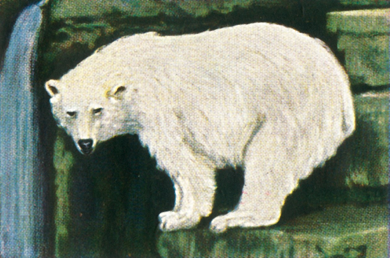 Niedźwiedź polarny ze Spitzbergenu, ok. 1928 r. autorstwa Unbekannt
